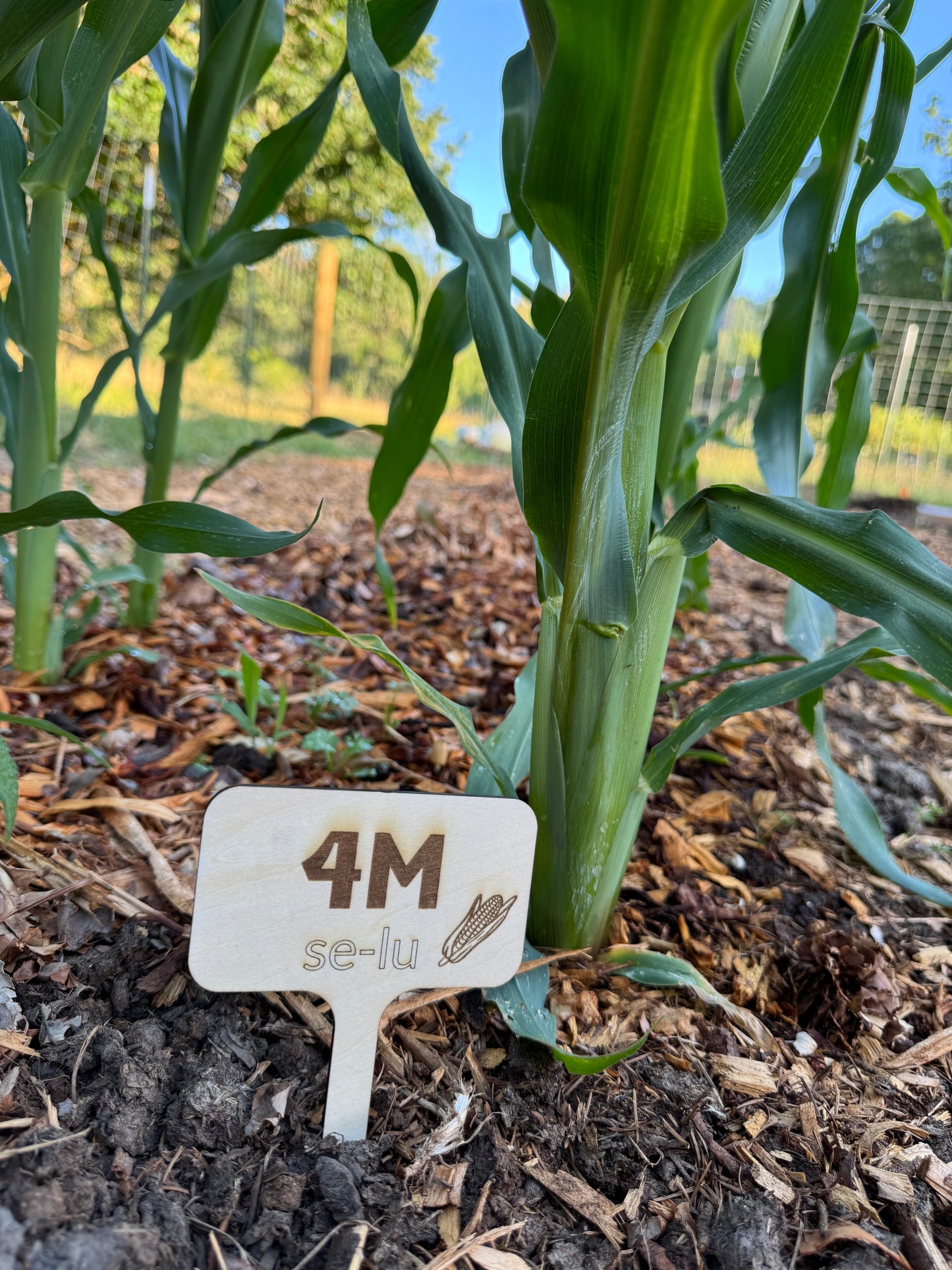 Three Sisters Garden Markers Pack